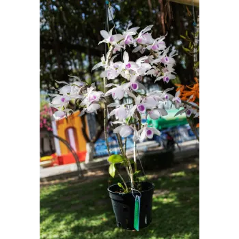 Plumeria Plant